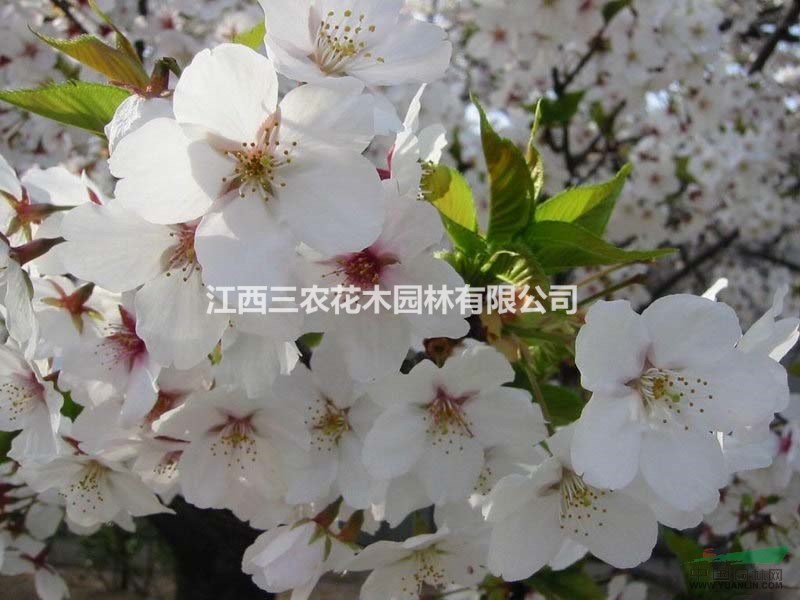  江西櫻花樹、櫻花樹成片規(guī)模基地介紹