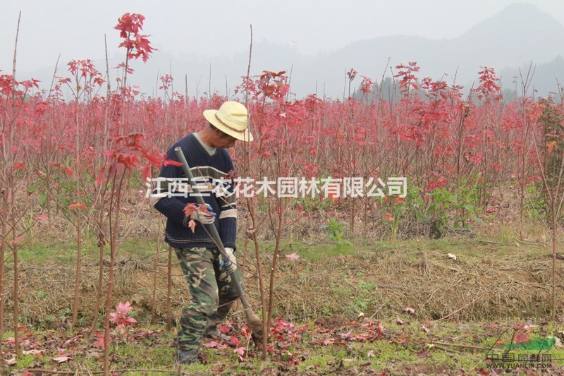 美國紅楓基地 如何讓美國紅楓快速生長