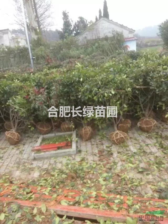 安徽合肥紅葉石楠球最新價(jià)格，肥西紅葉石楠球圖片供應(yīng)商