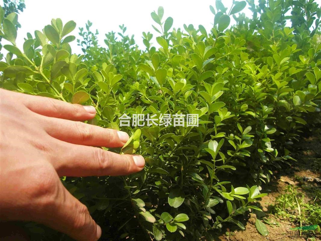 安徽肥西出售大叶黄杨小苗，法青，夹竹桃，毛杜鹃，瓜子黄杨小苗