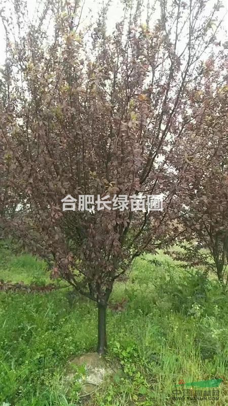 安徽合肥主產(chǎn)苗木紅葉李，肥西紫葉李最新價(jià)格圖片