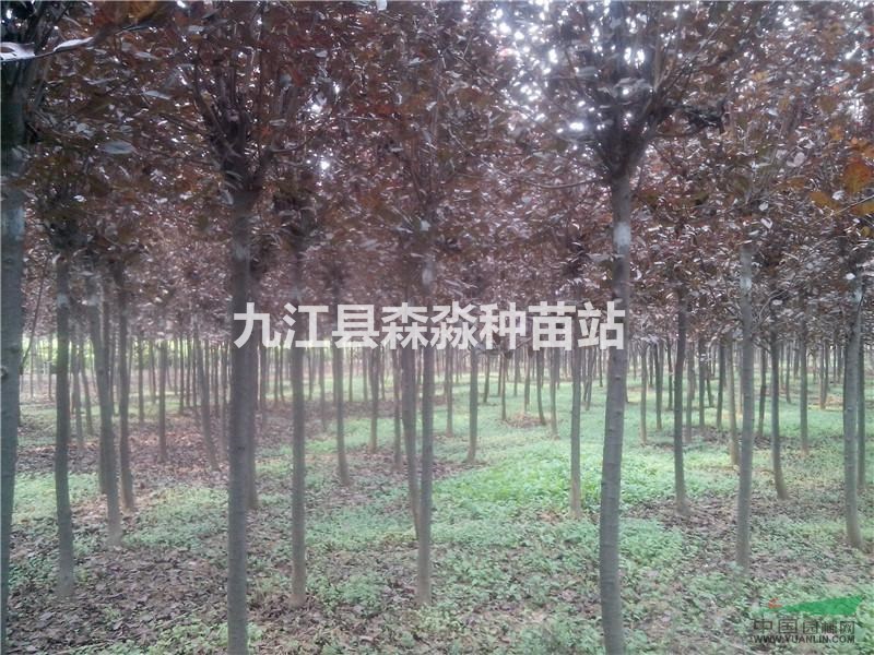 批发红叶李#3公分#4公分#5-6公分红叶李价格##