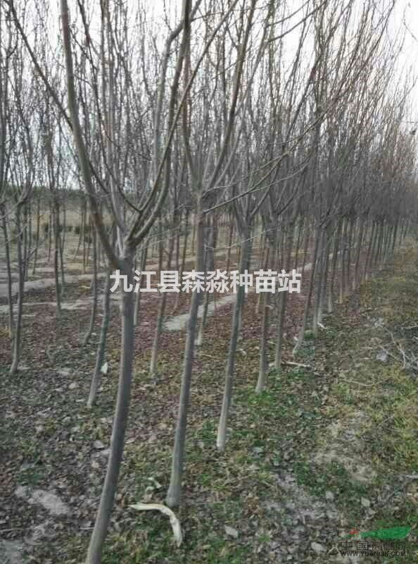 批发红叶李#3公分#4公分#5-6公分红叶李价格##