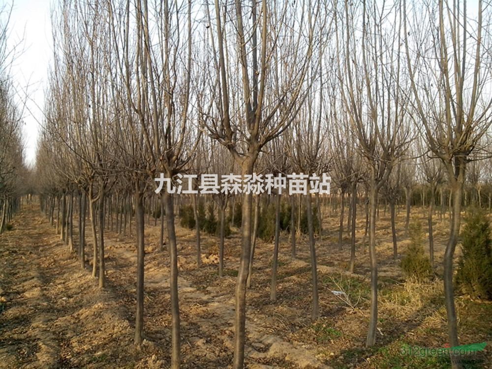 批发红叶李#3公分#4公分#5-6公分红叶李价格##
