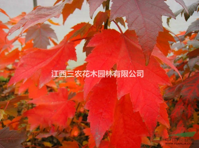 美國紅楓樹 基地產品介紹-夕陽紅楓