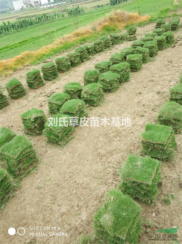 馬尼拉草皮成活后可以加施適量泥炭和有機(jī)肥