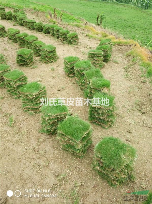 馬尼拉草皮成活后可以加施適量泥炭和有機(jī)肥