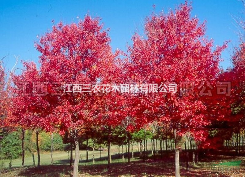 美國紅楓樹 基地產(chǎn)品介紹-太陽谷紅楓