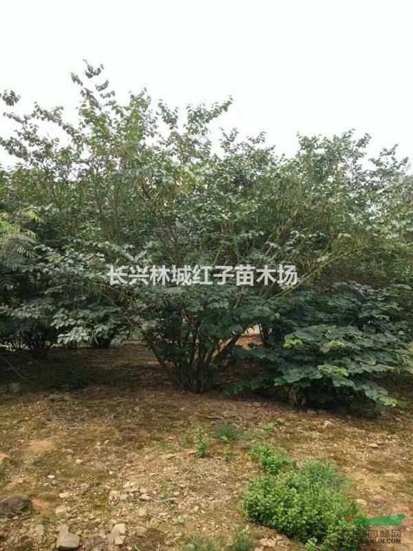 浙江泗安绿化工程栾树