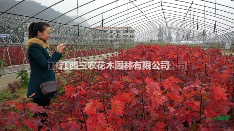 美國紅楓基地 美國紅楓樹 江西美國紅楓長期批發(fā)