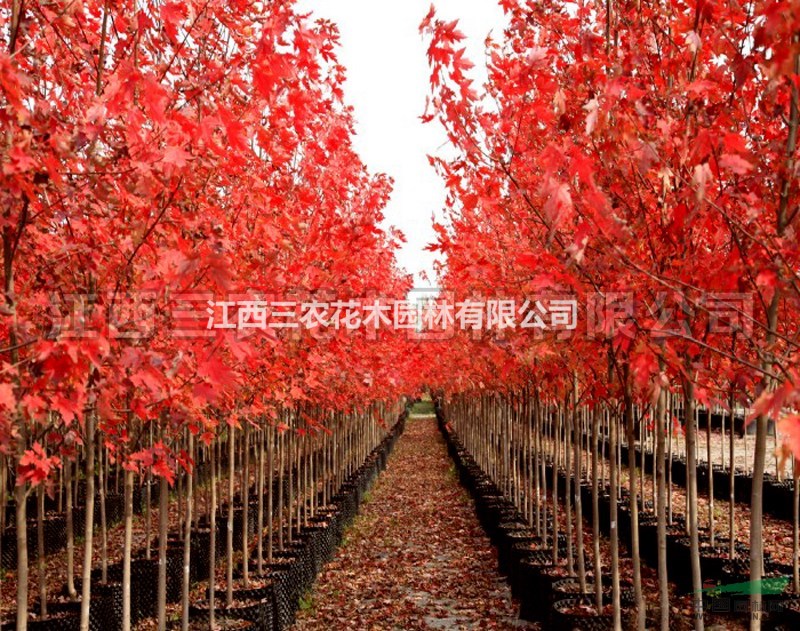 美國紅楓基地 美國紅楓樹 江西美國紅楓長期批發(fā)