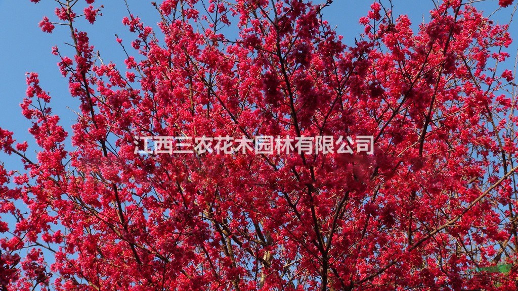  最新最全的櫻花如何種植、怎么種植、種植技術(shù)介紹