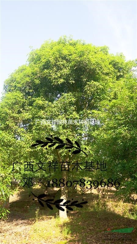 供應(yīng) 廣西桂花 西南大桂花樹15公分至40公分