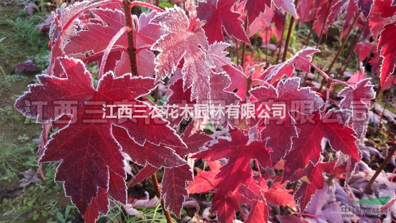 2公分美國紅楓 楓景優(yōu)美，紅楓受歡迎