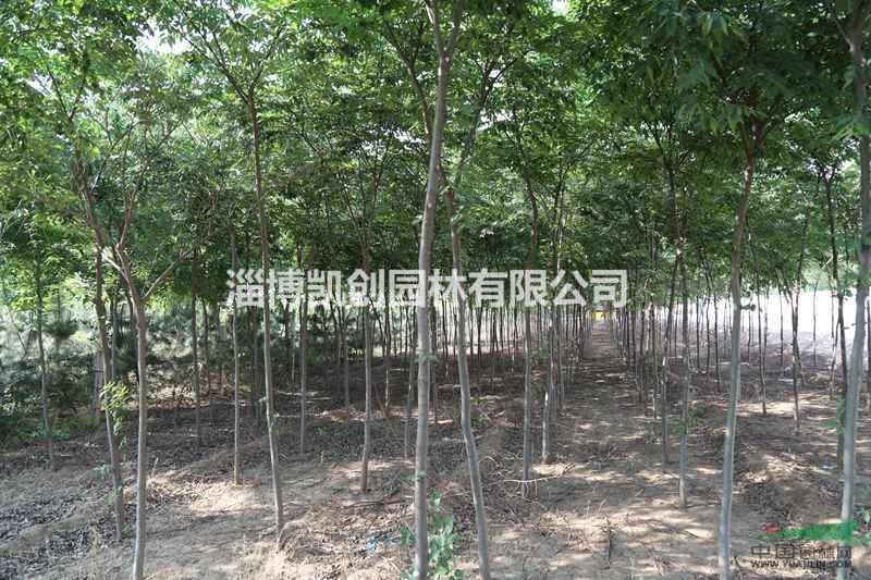 榉树山东榉树基地榉树苗木苗圃淄博榉树榉树批发凯创