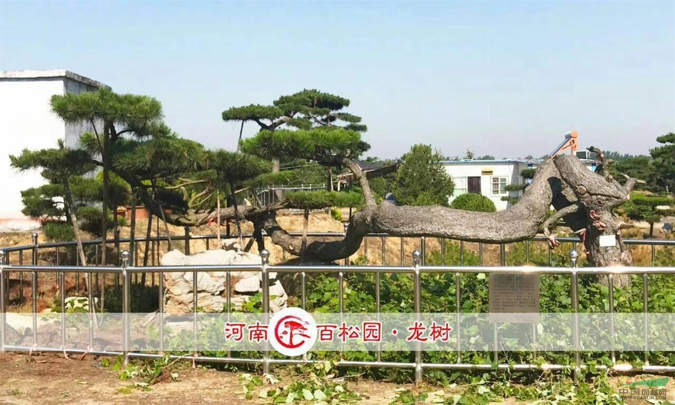 供應(yīng)造型松取名龍樹，精品大氣，造型如神龍般氣勢洶洶