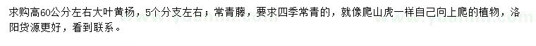 求購高60公分左右大葉黃楊、四季常青藤
