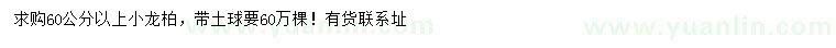 求購60公分以上小龍柏