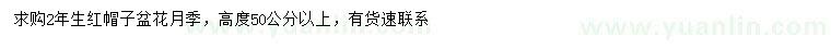 求購高50公分以上紅帽子盆花月季