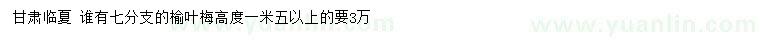 求購高1.5米以上榆葉梅
