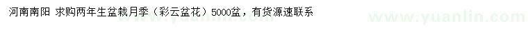 求購(gòu)兩年生盆栽月季