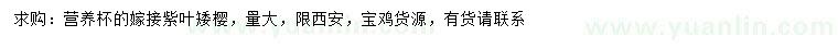 求購嫁接紫葉矮櫻