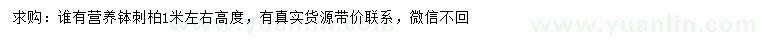 求購高度1米左右刺柏