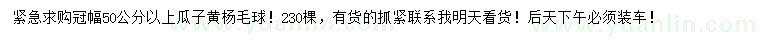 求購冠副50公以上瓜子黃楊毛球