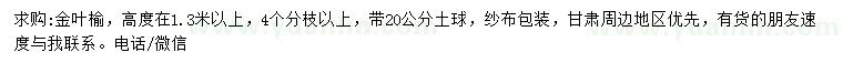 求購高度1.3米以上金葉榆