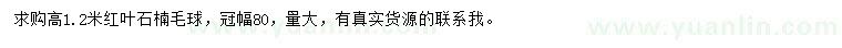 求購(gòu)高1.2米紅葉石楠毛球