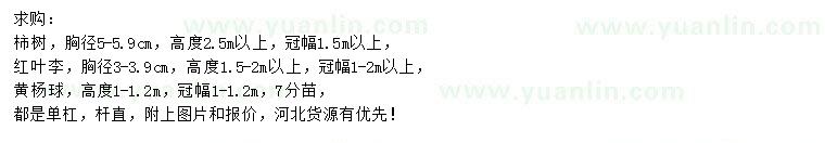求購(gòu)柿樹(shù)、紅葉李、黃楊球
