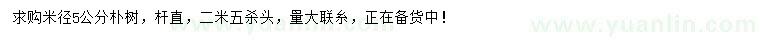 求購米徑5公分樸樹