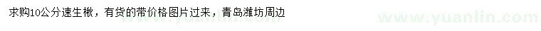 求購(gòu)10公分速生楸