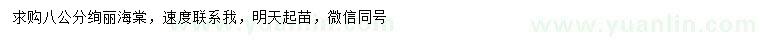 求購8公分絢麗海棠