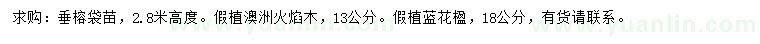 求購垂榕、澳洲火焰木、藍花楹