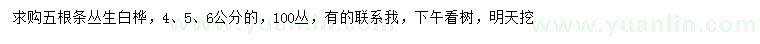 求購4、5、6公分叢生白樺