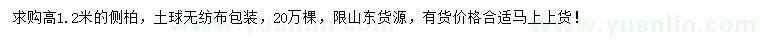 求購高1.2米側(cè)柏