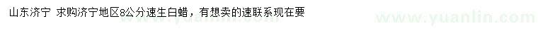 求購8公分速生白蠟