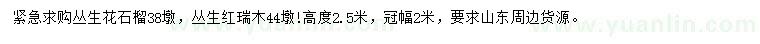 求購叢生花石榴、叢生紅瑞木