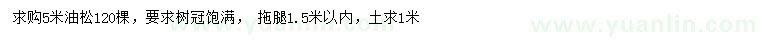 求購5米油松