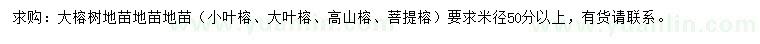 求購米徑50分以上大榕樹
