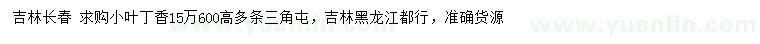 求購高600公分小葉丁香