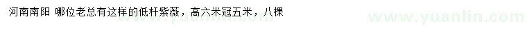 求購(gòu)高6米低桿紫薇