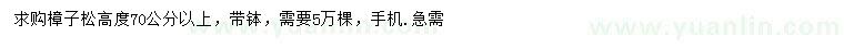 求購高度70公分樟子松