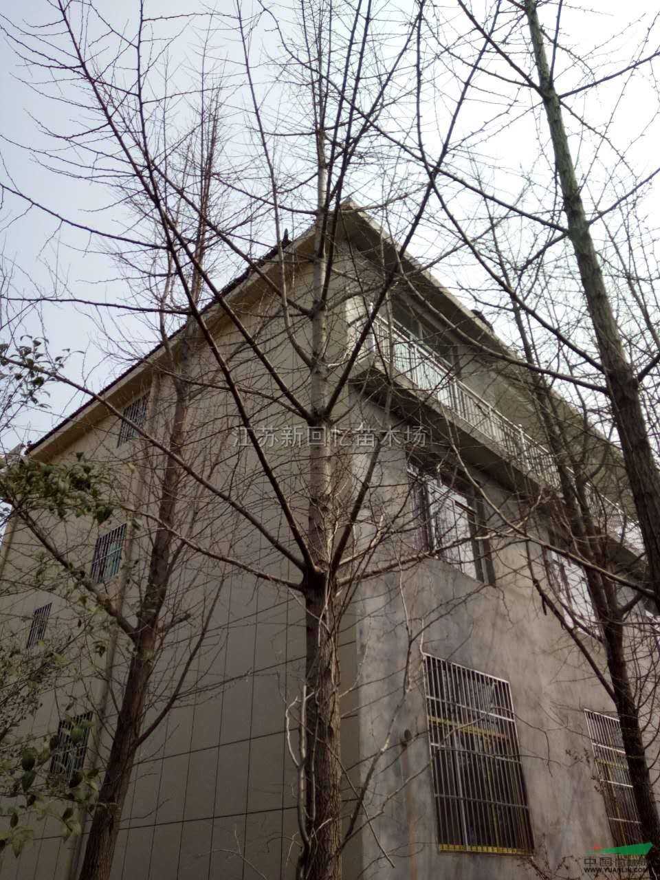 江蘇銀杏樹介紹