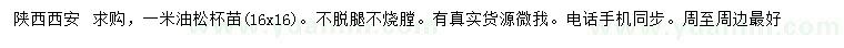 求購1米油松