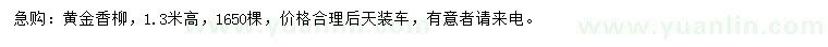 求購高1.3米黃金香柳
