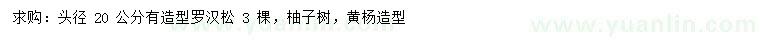 求購頭徑20公分羅漢松