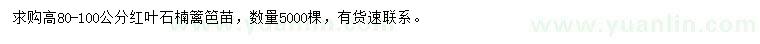 求購(gòu)高80-100公分紅葉石楠