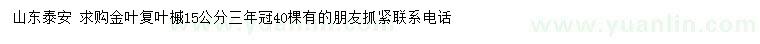 求購(gòu)5公分金葉復(fù)葉槭
